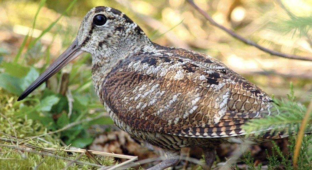 Сезон охоты на вальдшнепа завершится в Саратовской области 31 декабря